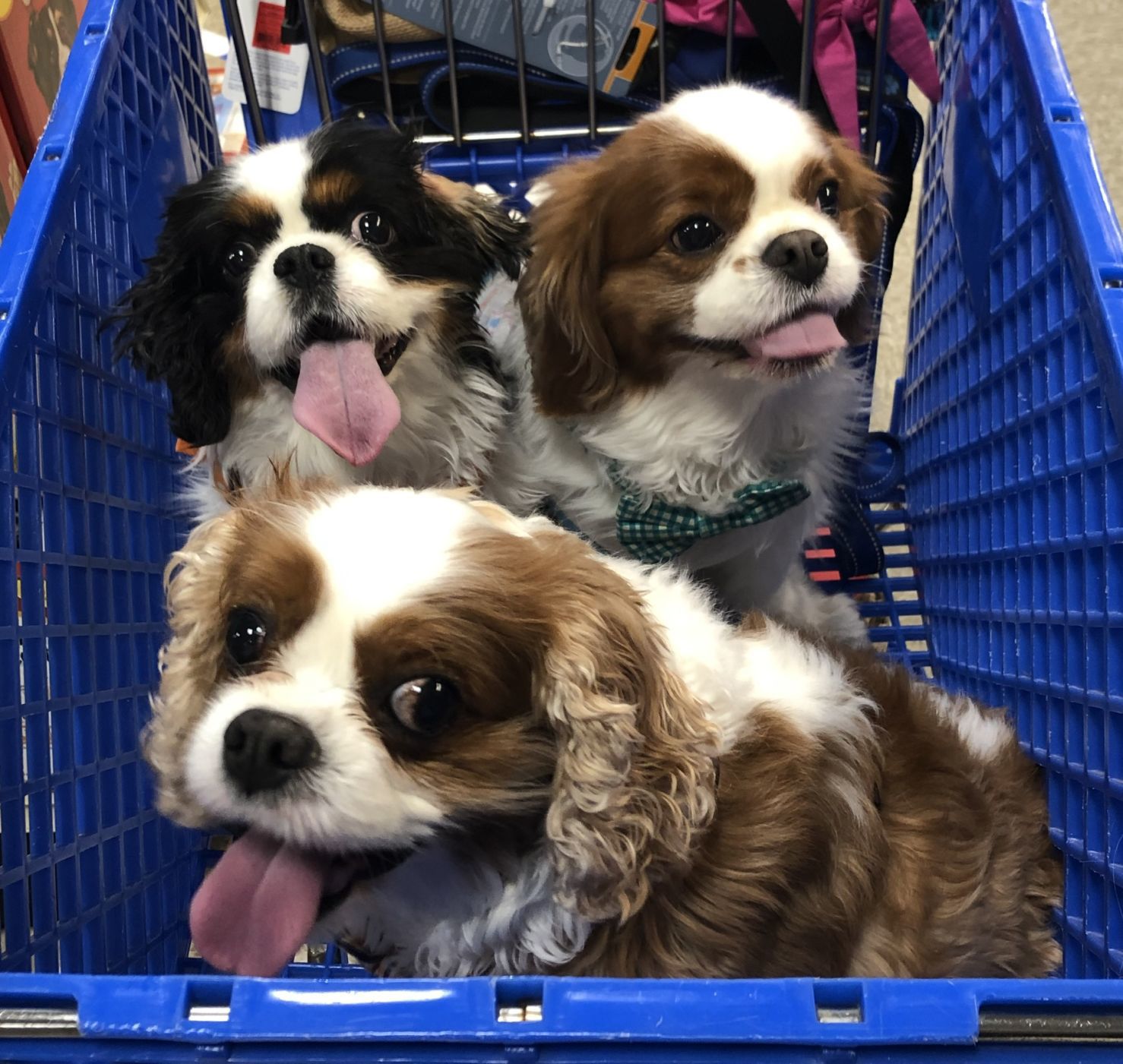 Rooney, Bear and Evee